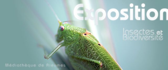 Exposition Insectes et Biodiversité à la médiathèque de Rieumes
