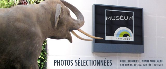 Photos sur grand écran au Muséum d'Histoire Naturelle de Toulouse