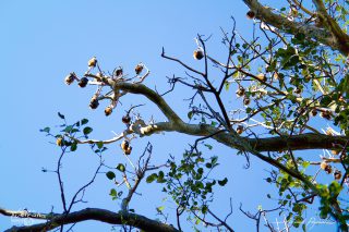  Grey-headed Flying-foxes