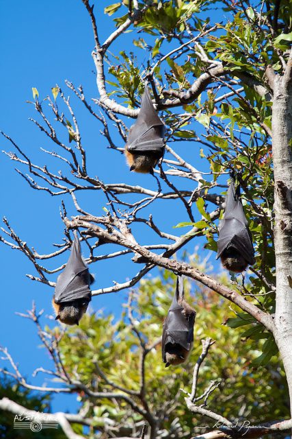  Grey-headed Flying-foxes