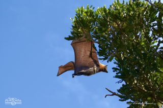  Grey-headed Flying-foxes