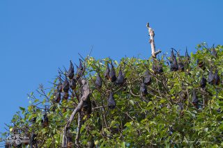  Grey-headed Flying-foxes
