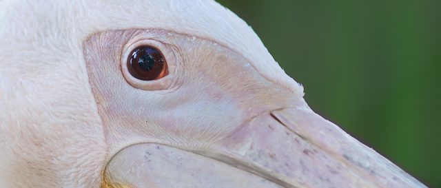 Le pélican d'Albert Schweitzer… | Albert Schweitzer's pelican…