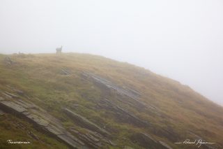 Chamois / Rupicapra rupicapra Chamois / Rupicapra rupicapra