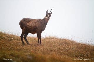 Chamois / Rupicapra rupicapra Chamois / Rupicapra rupicapra