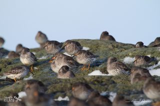 Bécasseau violet - Calidris maritima Bécasseau violet / Calidris maritima