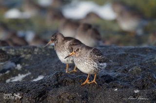 Bécasseau violet - Calidris maritima Bécasseau violet / Calidris maritima