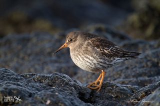 Bécasseau violet - Calidris maritima Bécasseau violet / Calidris maritima