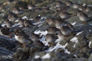 Bécasseau violet - Calidris maritima Bécasseau violet / Calidris maritima