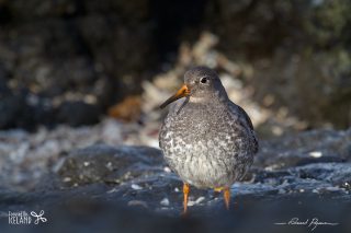 Bécasseau violet - Calidris maritima Bécasseau violet / Calidris maritima