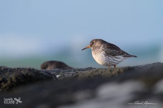 Bécasseau violet - Calidris maritima Bécasseau violet / Calidris maritima