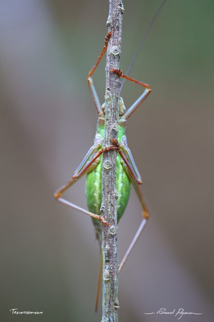 Éphippigère / Ephippiger Éphippigère / Ephippiger