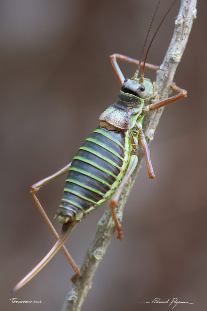 Éphippigère / Ephippiger Éphippigère / Ephippiger