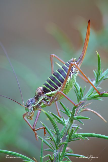Éphippigère - Ephippiger Éphippigère / Ephippiger