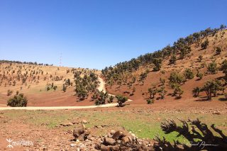 Malika, bergère Malika, bergère