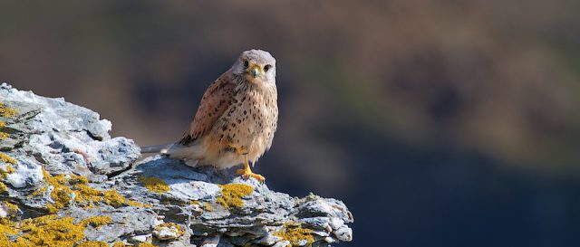 Faucon crécerelle / Falco tinnunculus | Common kestrel