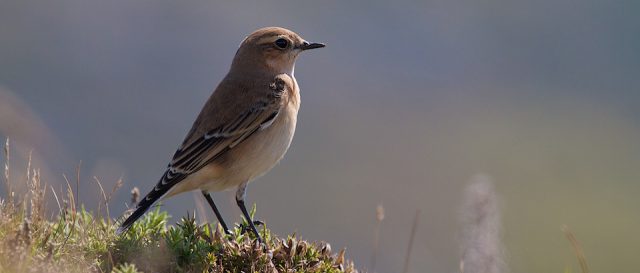 Traquet motteux / Oenanthe oenanthe | Northern wheatear