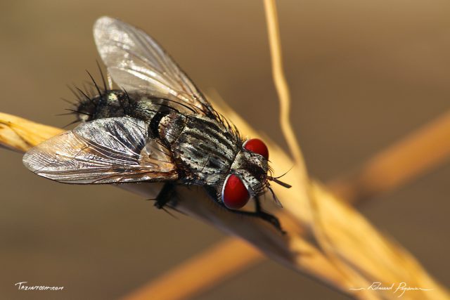 Mouche junkie Mouche junkie