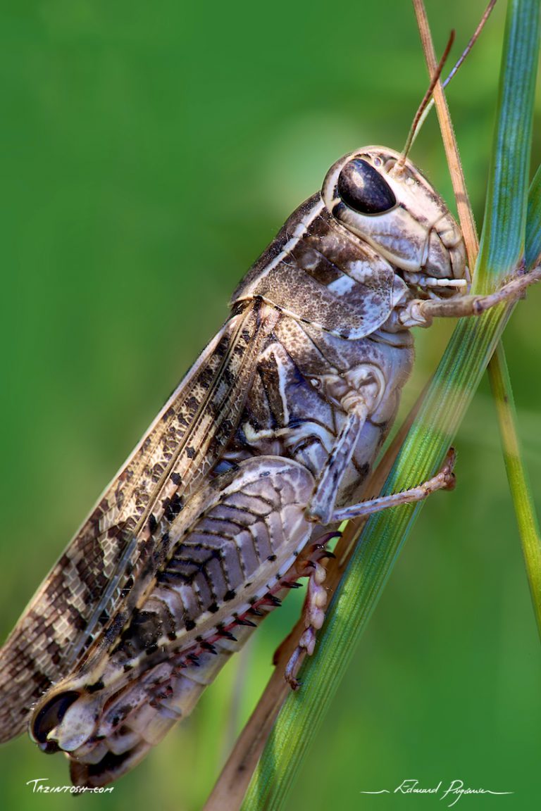 Fusée au lancement Fusée au lancement
