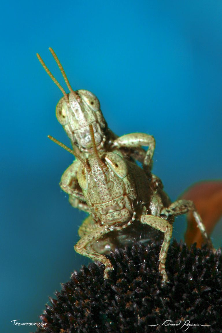 Le Danseur Le Danseur