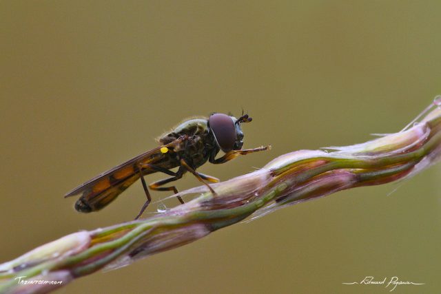 Toilette matinale Toilette matinale