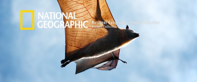 Vie sauvage &#038; faune