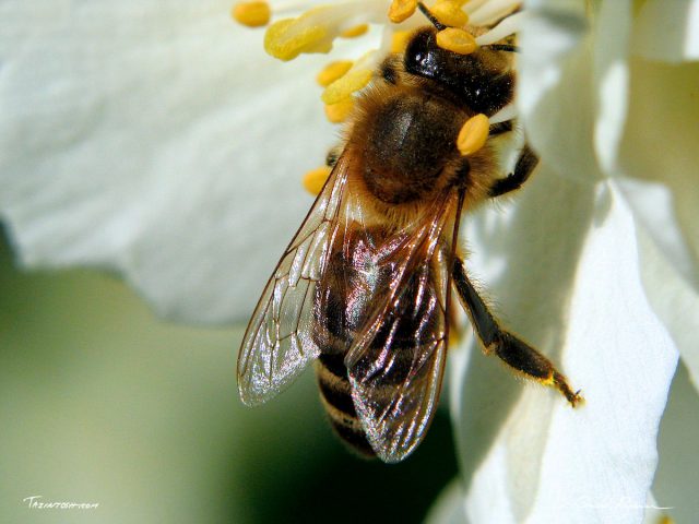 Abeille au travail Abeille au travail
